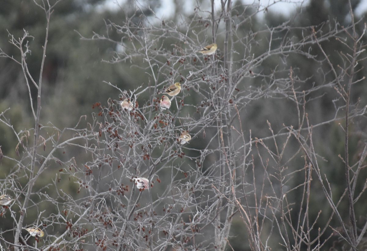 ベニヒワ - ML646979426