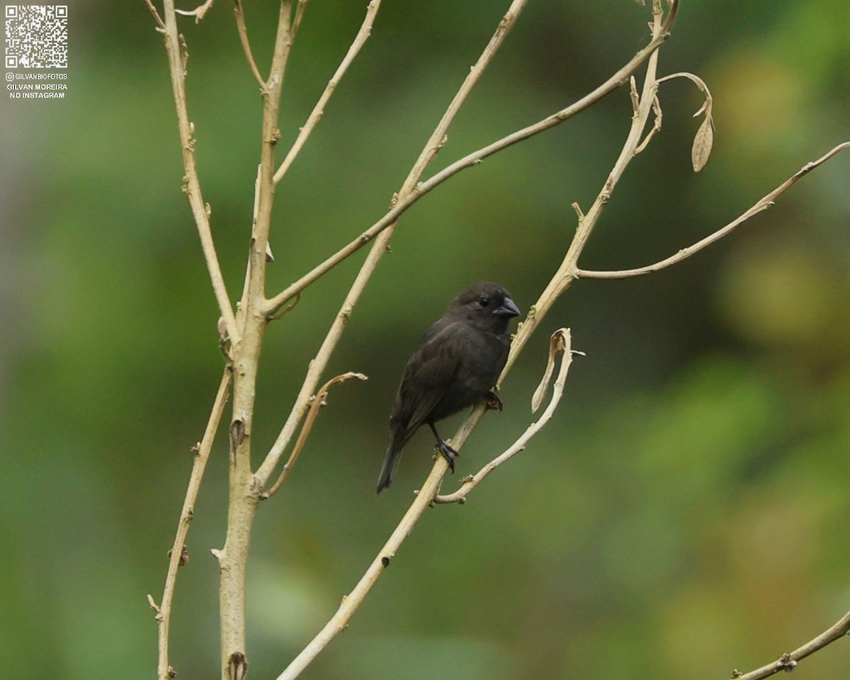 Чёрный семилеро - ML646979428