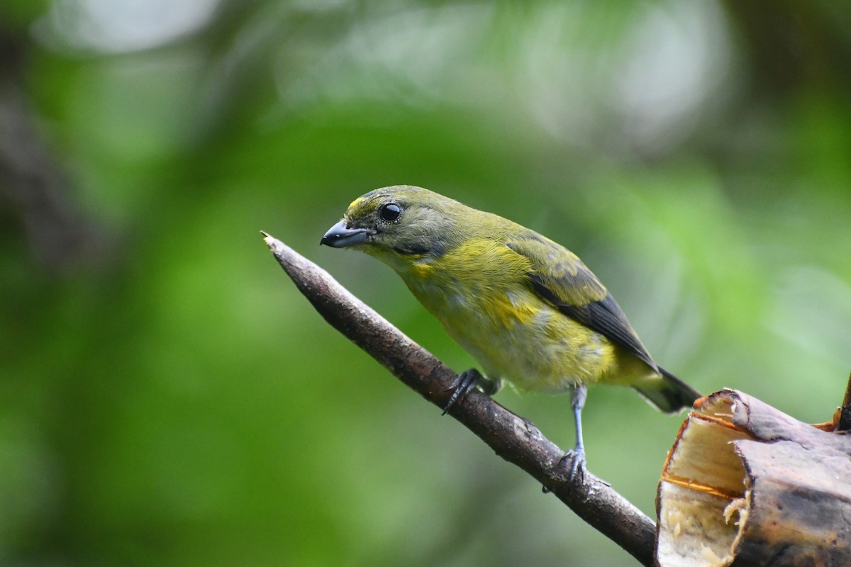 Yellow-throated Euphonia - ML646979429