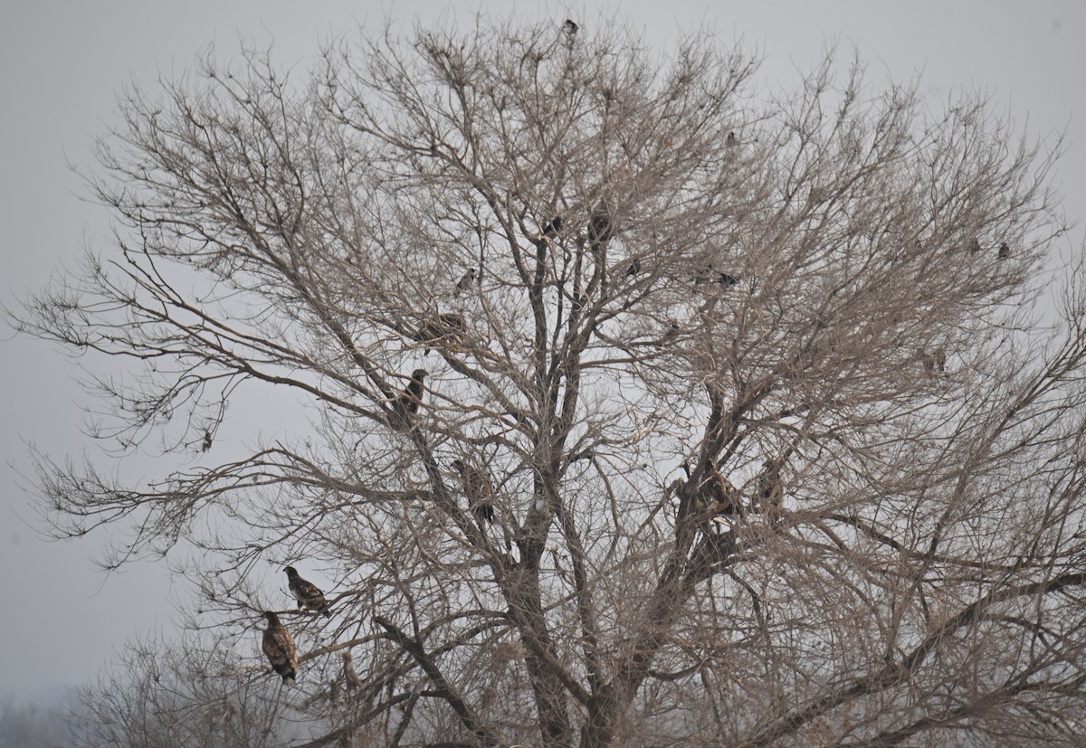 White-tailed Eagle - ML646979432
