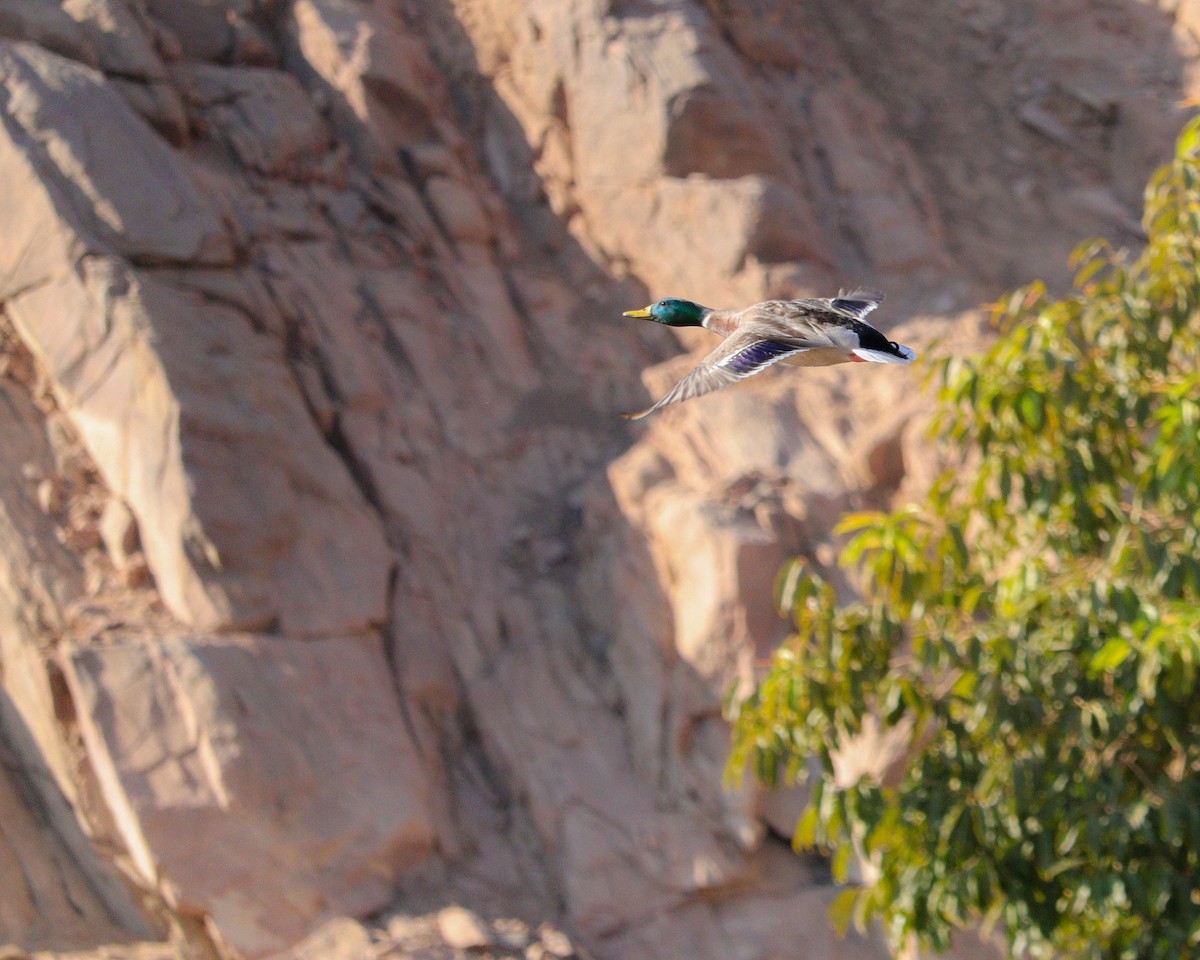 ברכיה - ML646979433