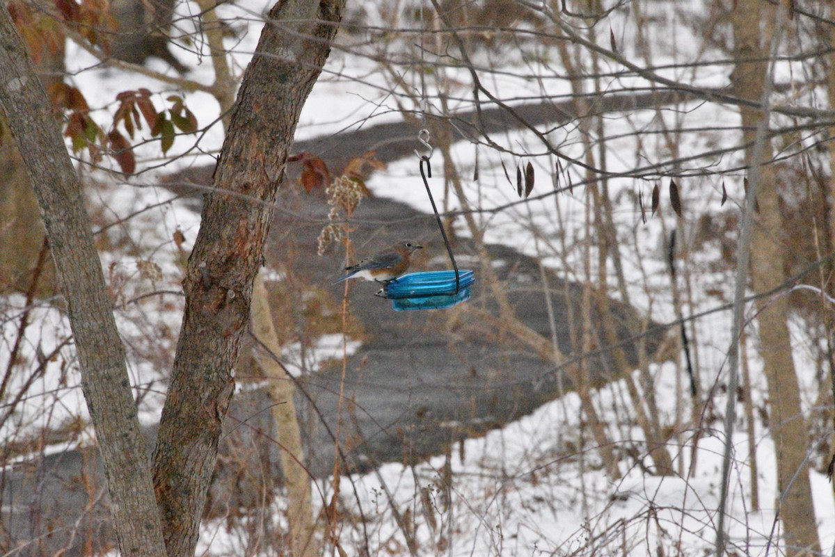 Eastern Bluebird - ML646979434