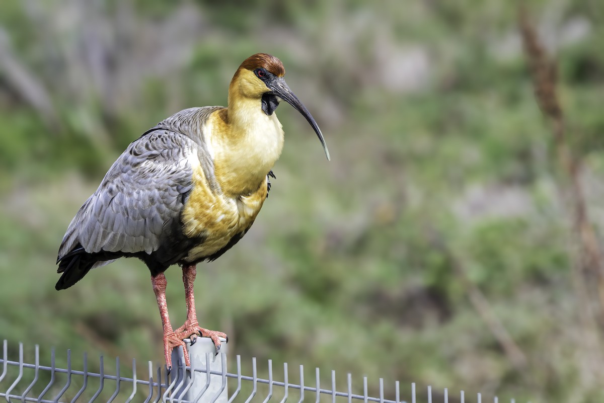 Black-faced Ibis - ML646979437