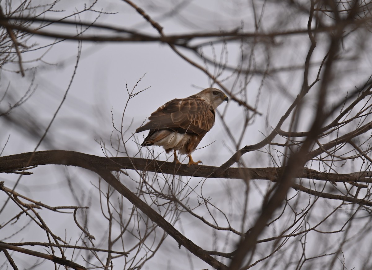 Eastern Buzzard - ML646979438