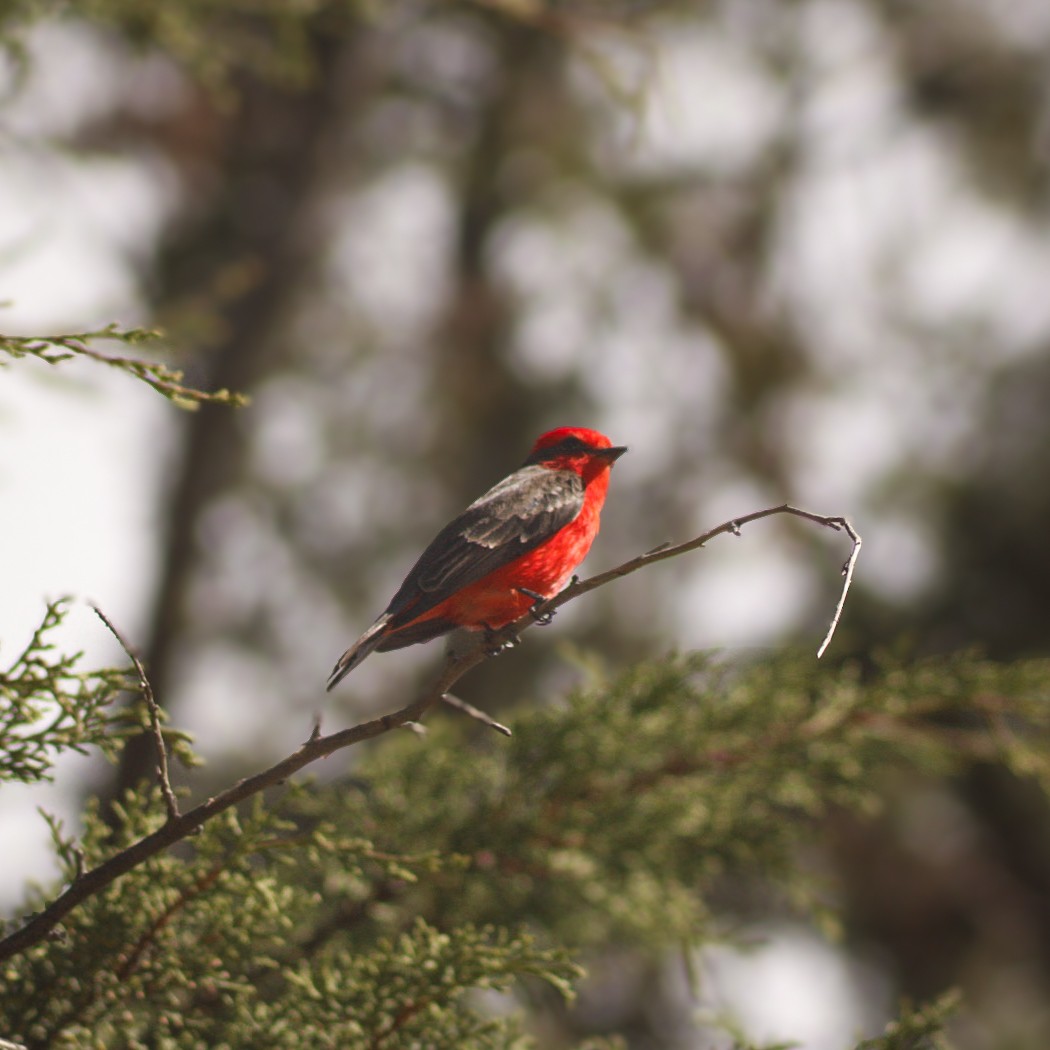 Vermilion Flycatcher - ML646979439