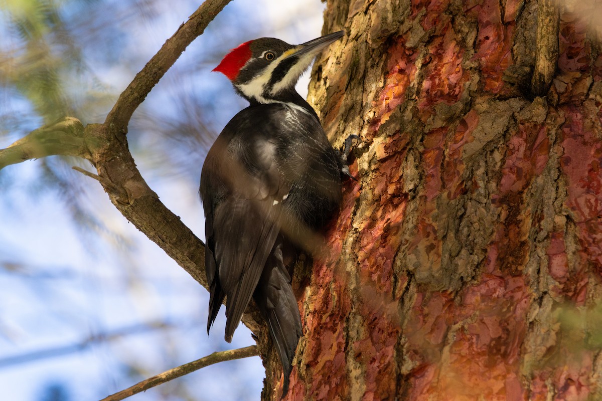 Pileated Woodpecker - ML646979445