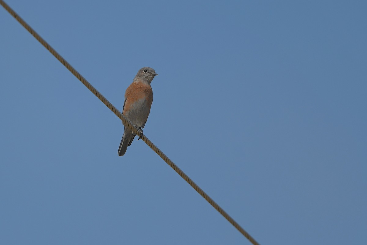 salašník západní - ML646979447