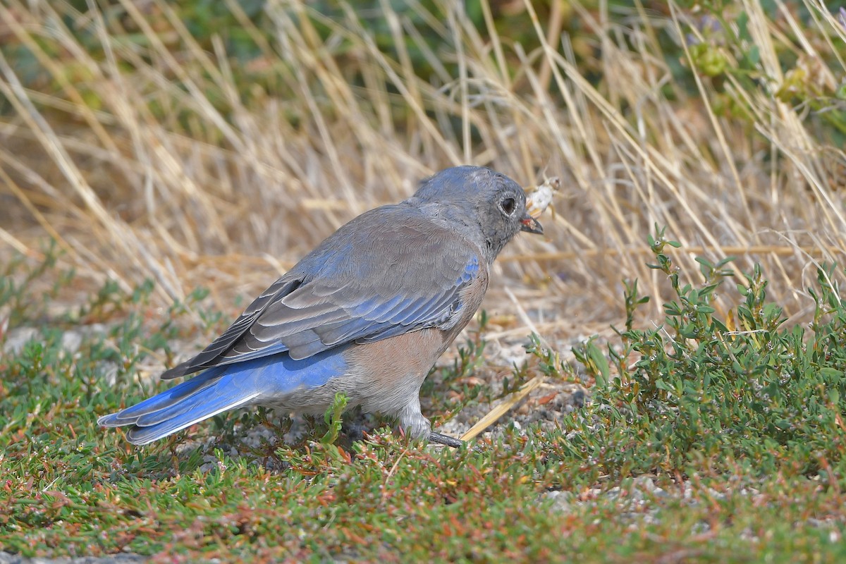 salašník západní - ML646979448