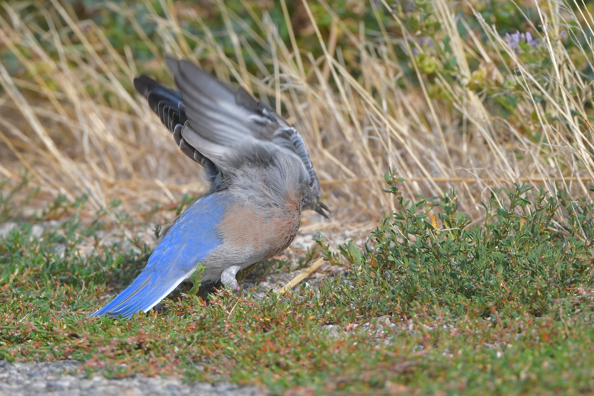 salašník západní - ML646979449