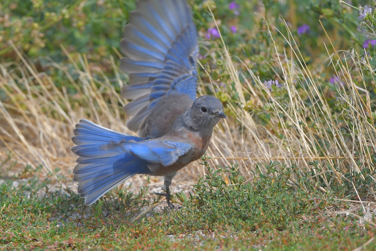 salašník západní - ML646979450