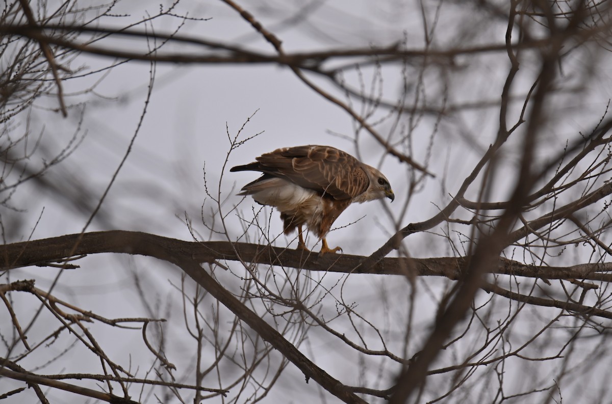 Eastern Buzzard - ML646979451