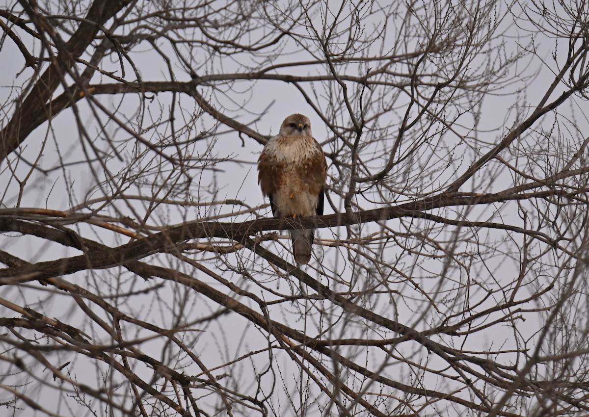 Eastern Buzzard - ML646979452