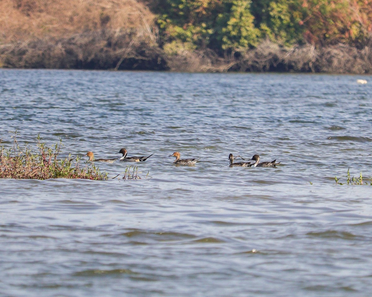 ברווז חד-זנב - ML646979453