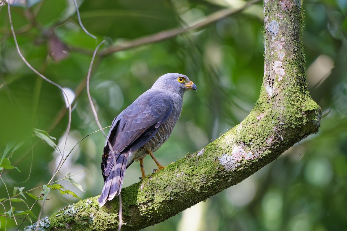 Roadside Hawk - ML646979454