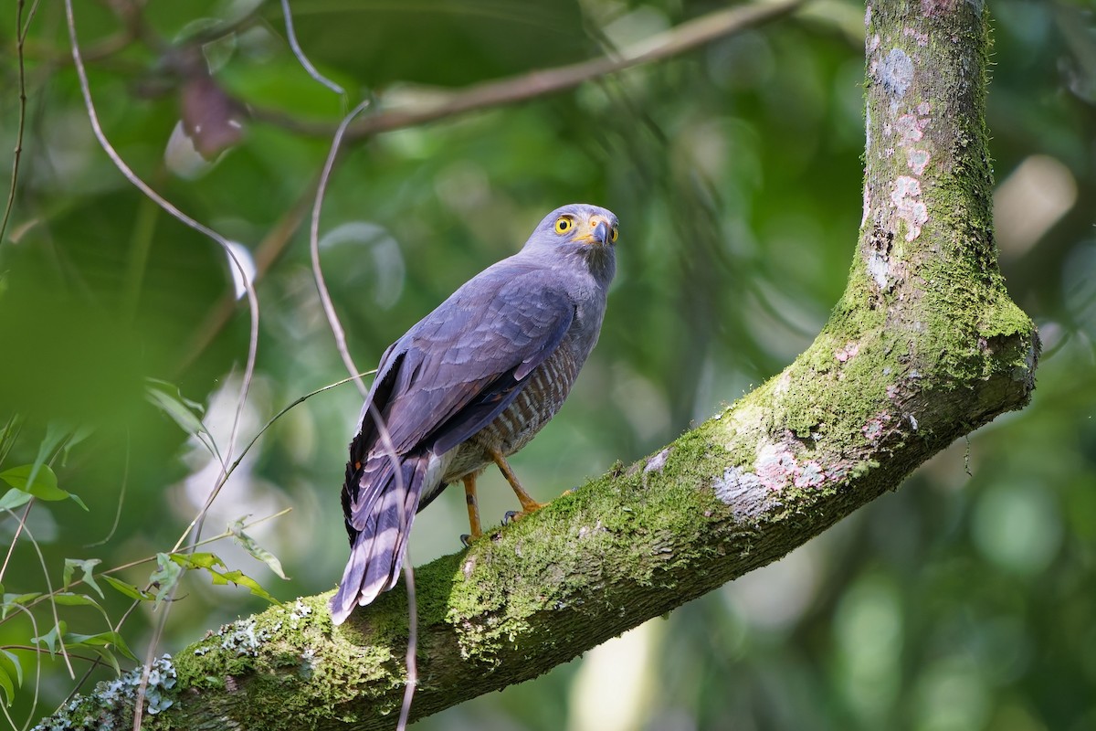 Roadside Hawk - ML646979455