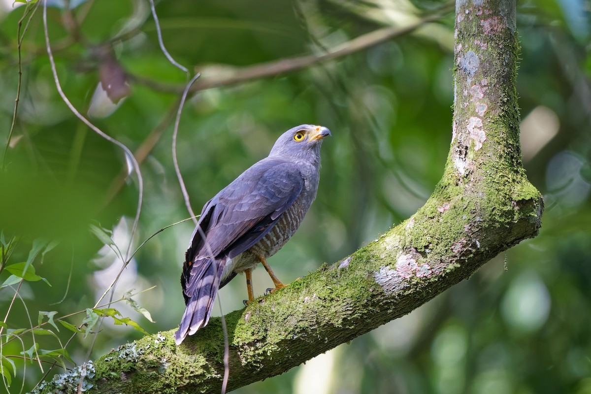 Roadside Hawk - ML646979456