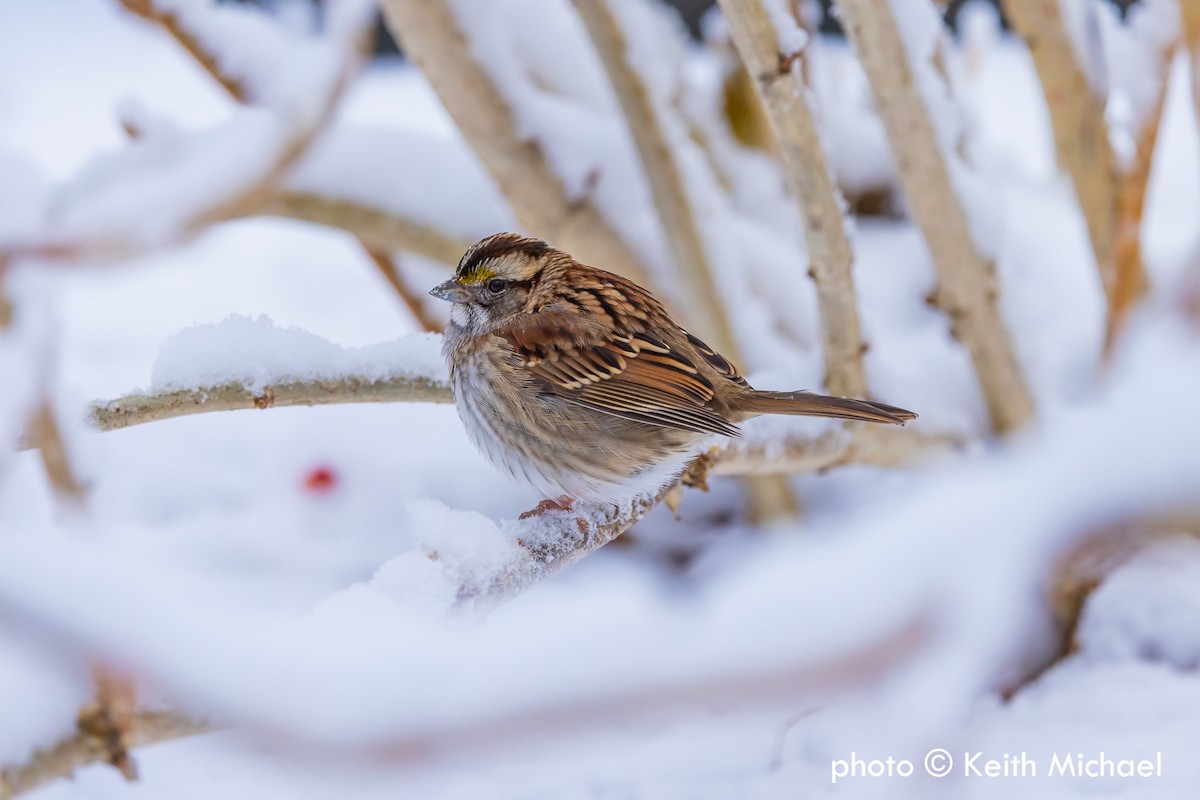 White-throated Sparrow - ML646979458