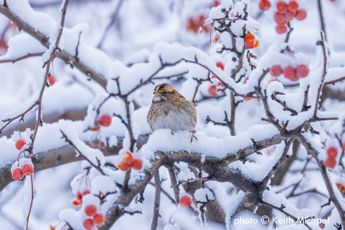 White-throated Sparrow - ML646979459