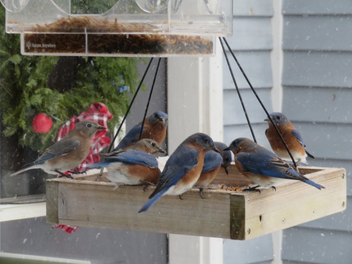 Eastern Bluebird - ML646979461