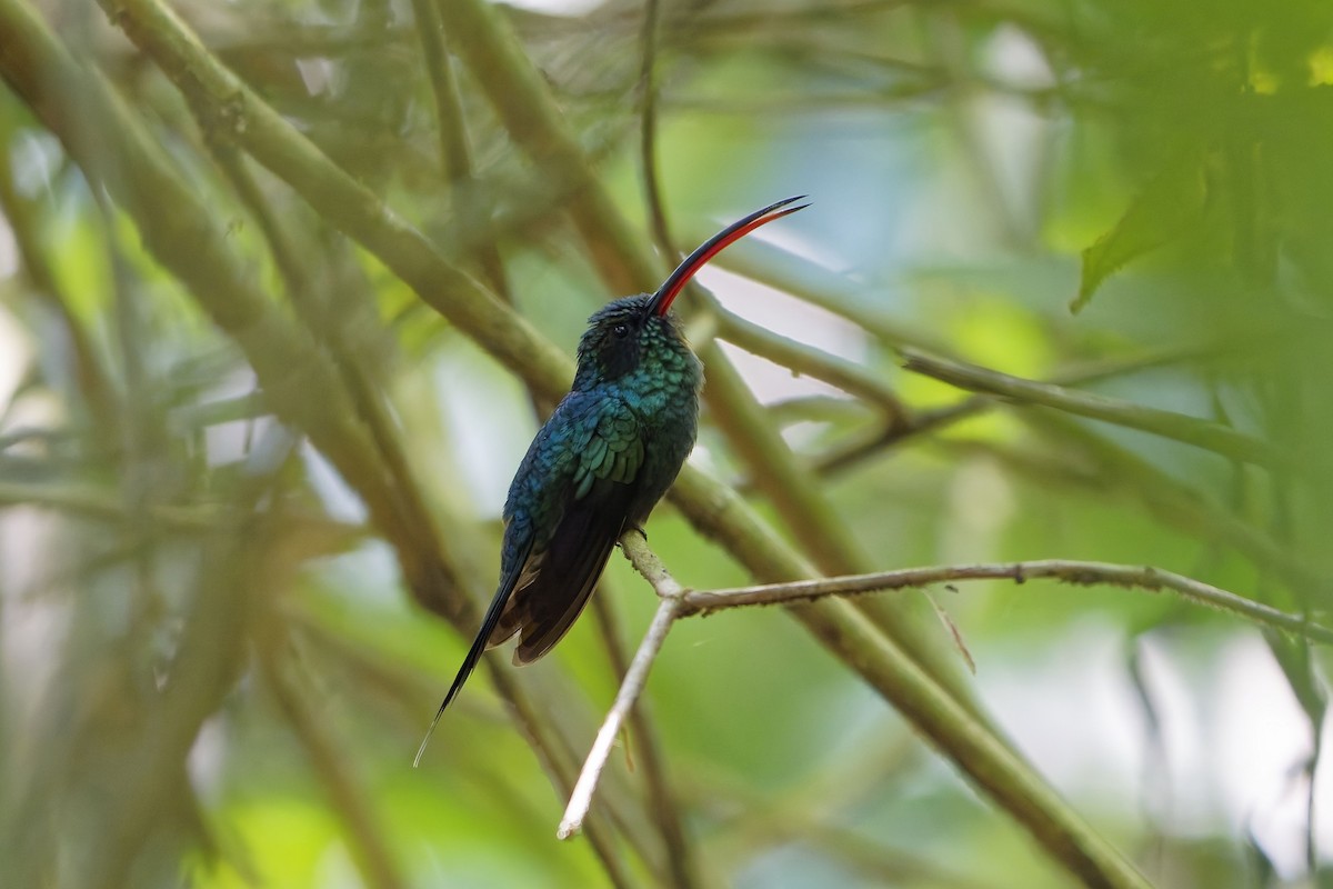 Green Hermit - ML646979465