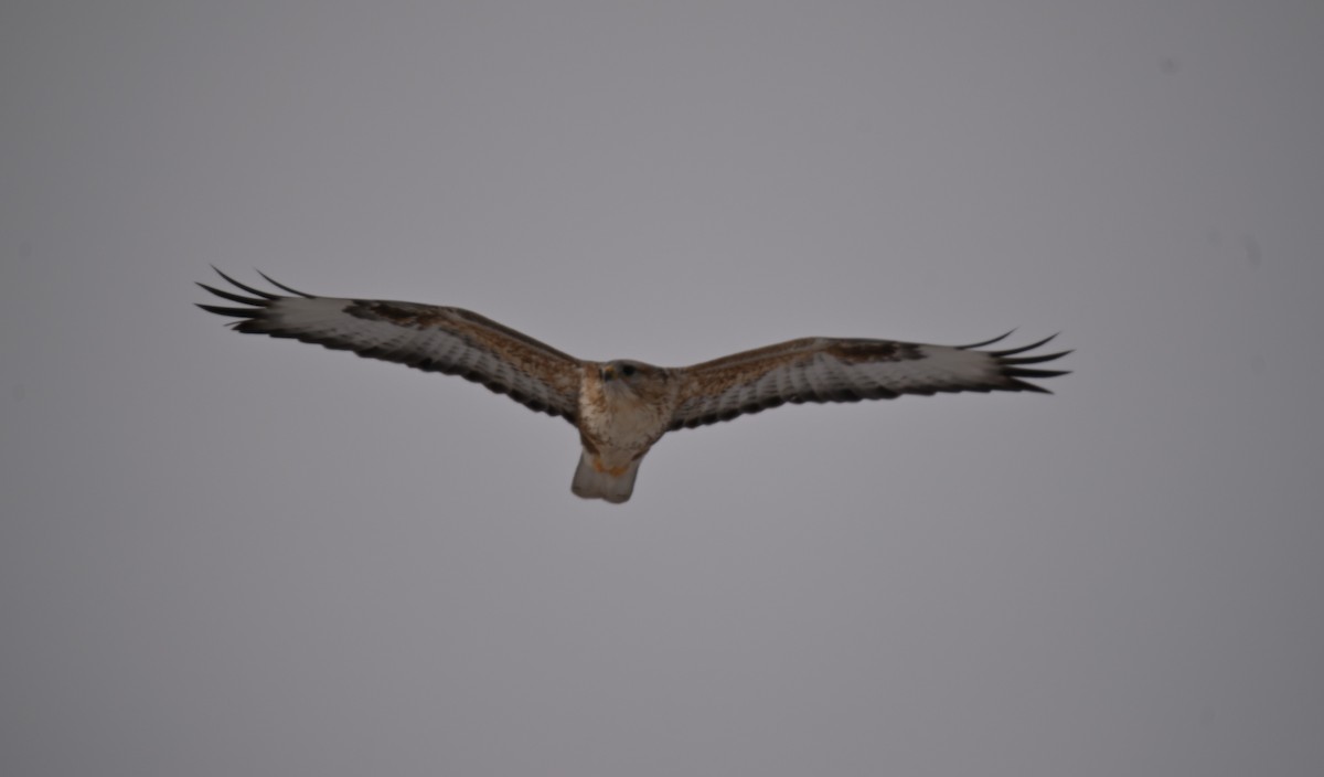 Eastern Buzzard - ML646979467