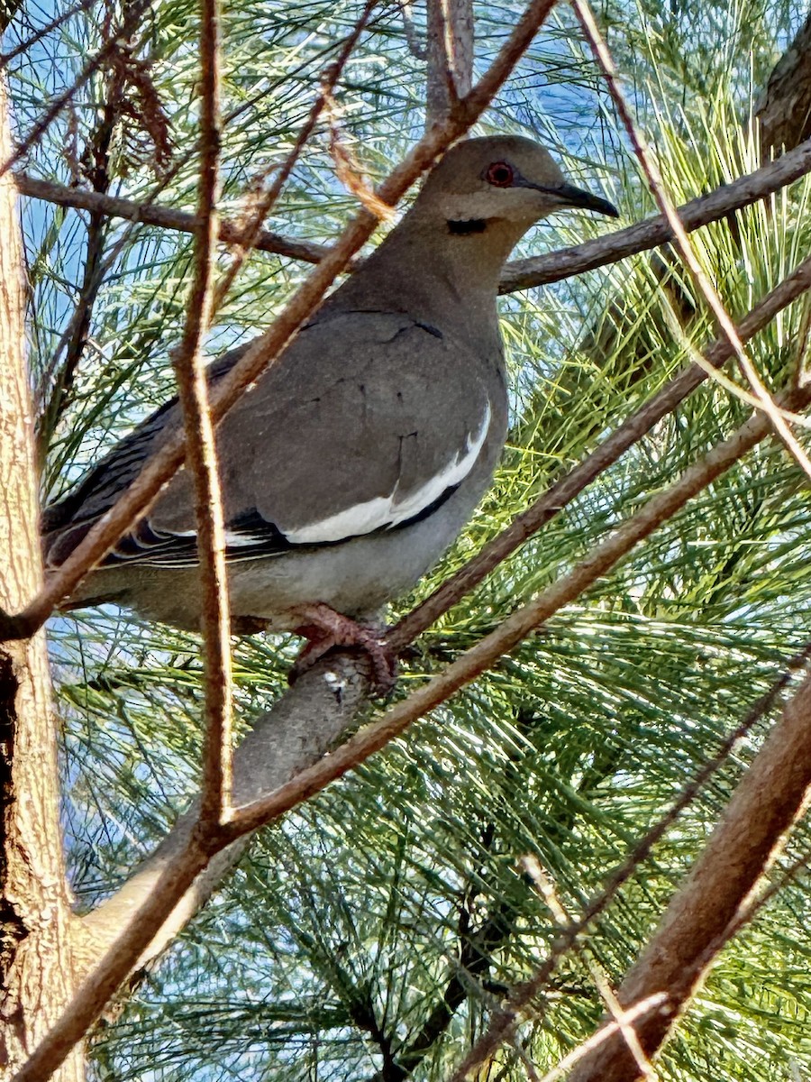 White-winged Dove - ML646979470