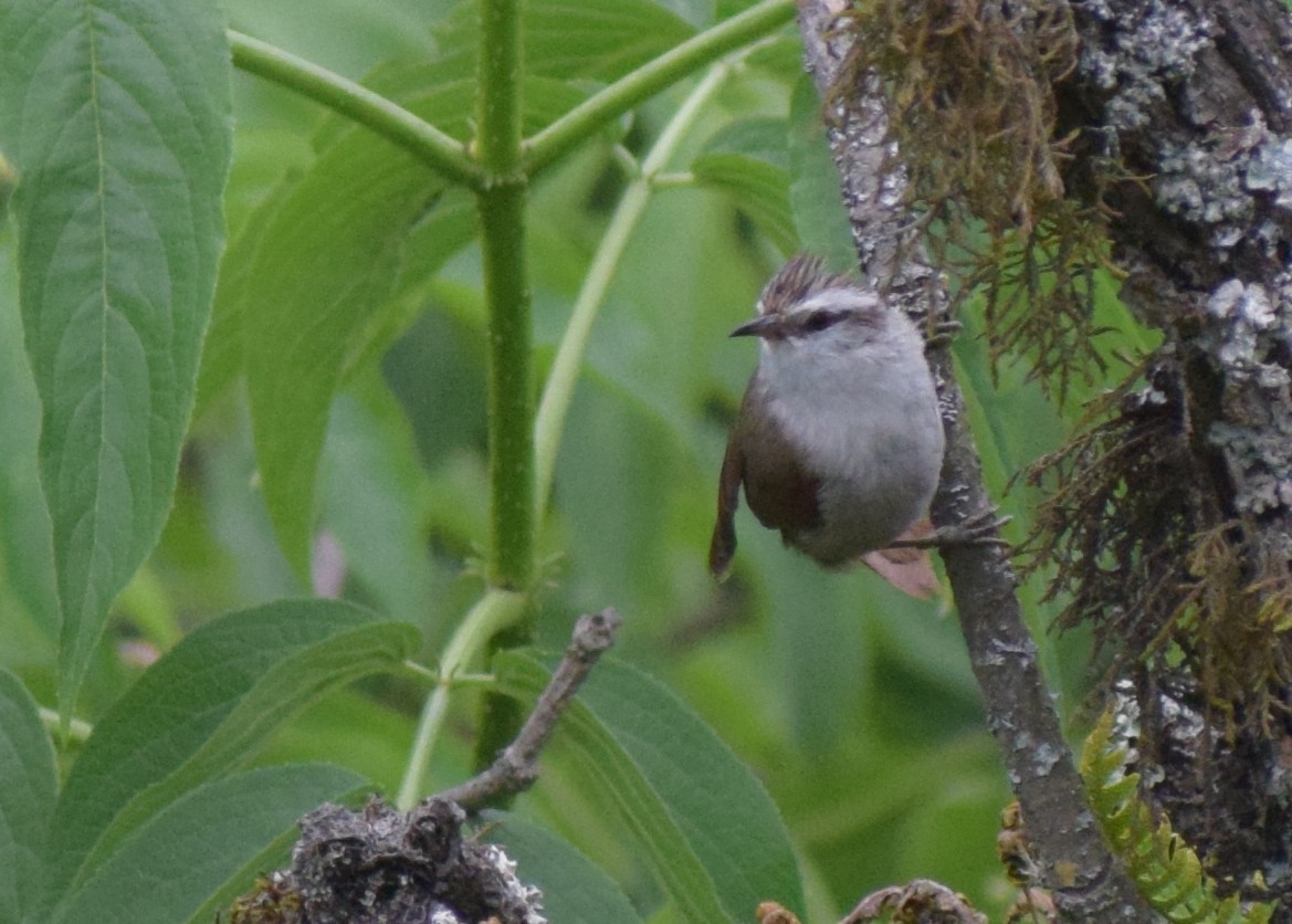 Stripe-crowned Spinetail - ML646979477