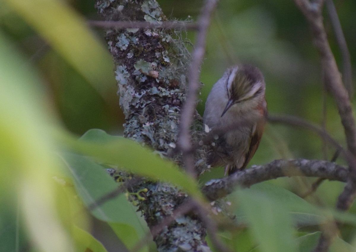 Stripe-crowned Spinetail - ML646979478