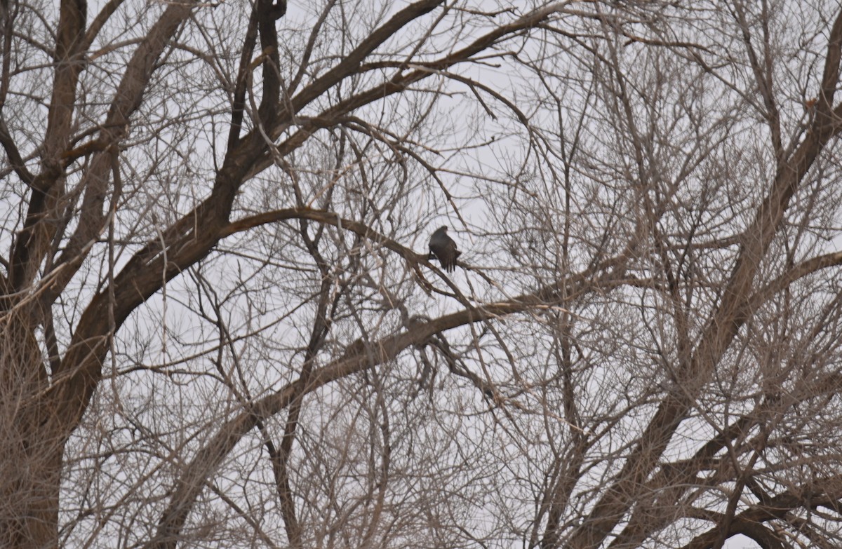 Eurasian Sparrowhawk - ML646979481