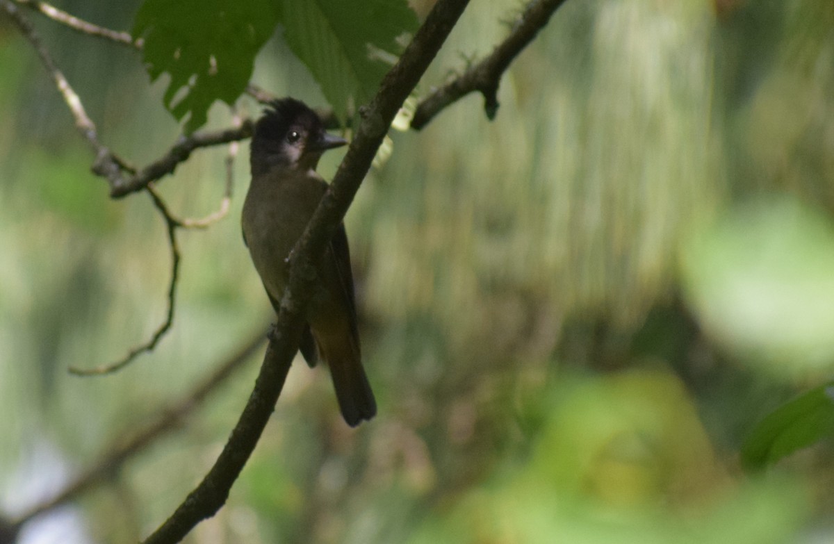 Crested Becard - ML646979483