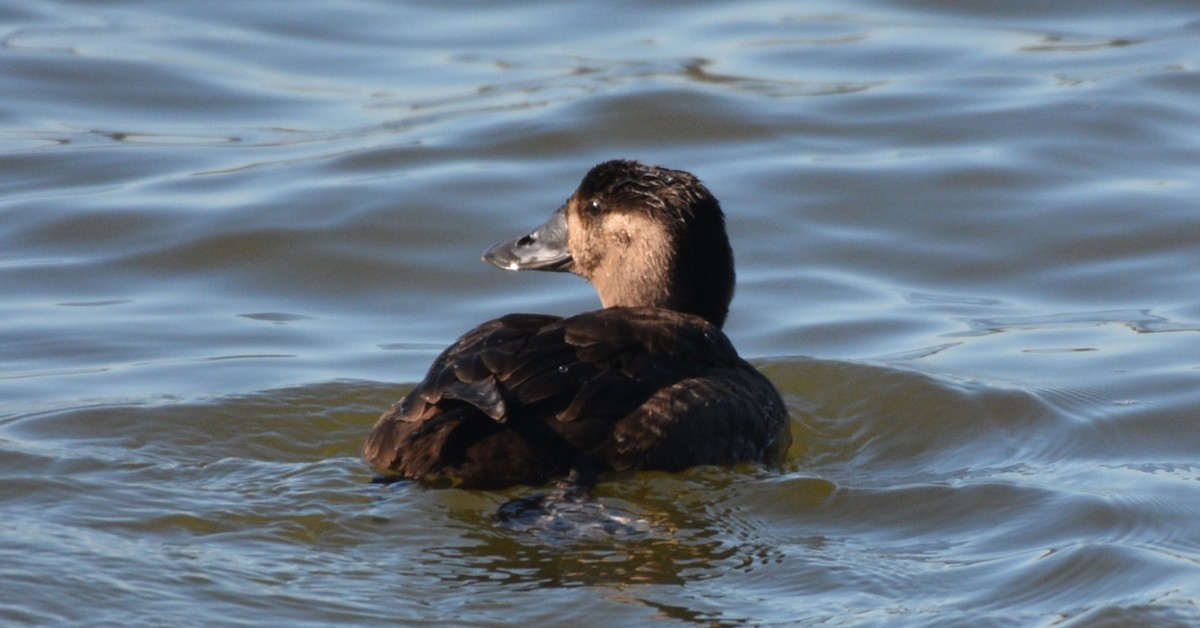 turpan pestrozobý - ML646979486