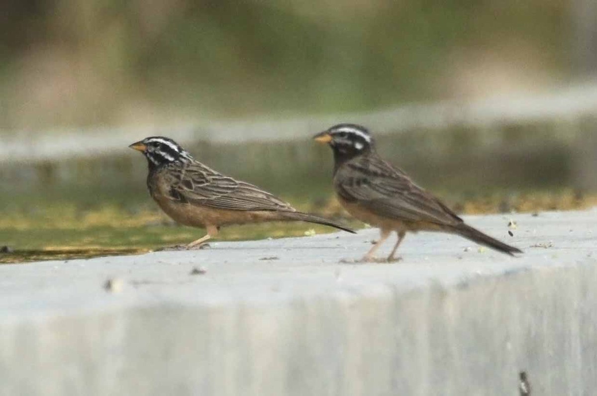 Каштановая овсянка - ML646979487