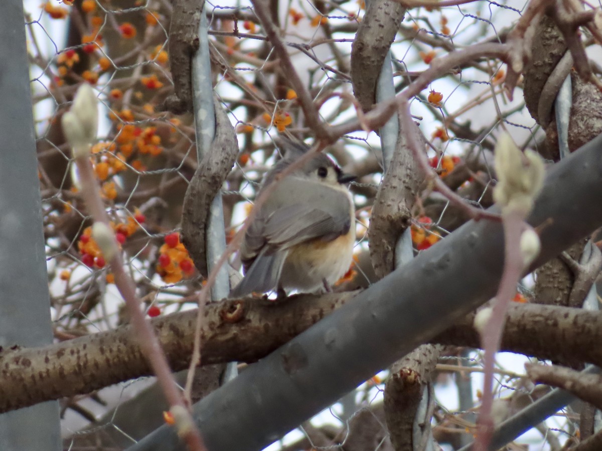 Tufted Titmouse - ML646979489