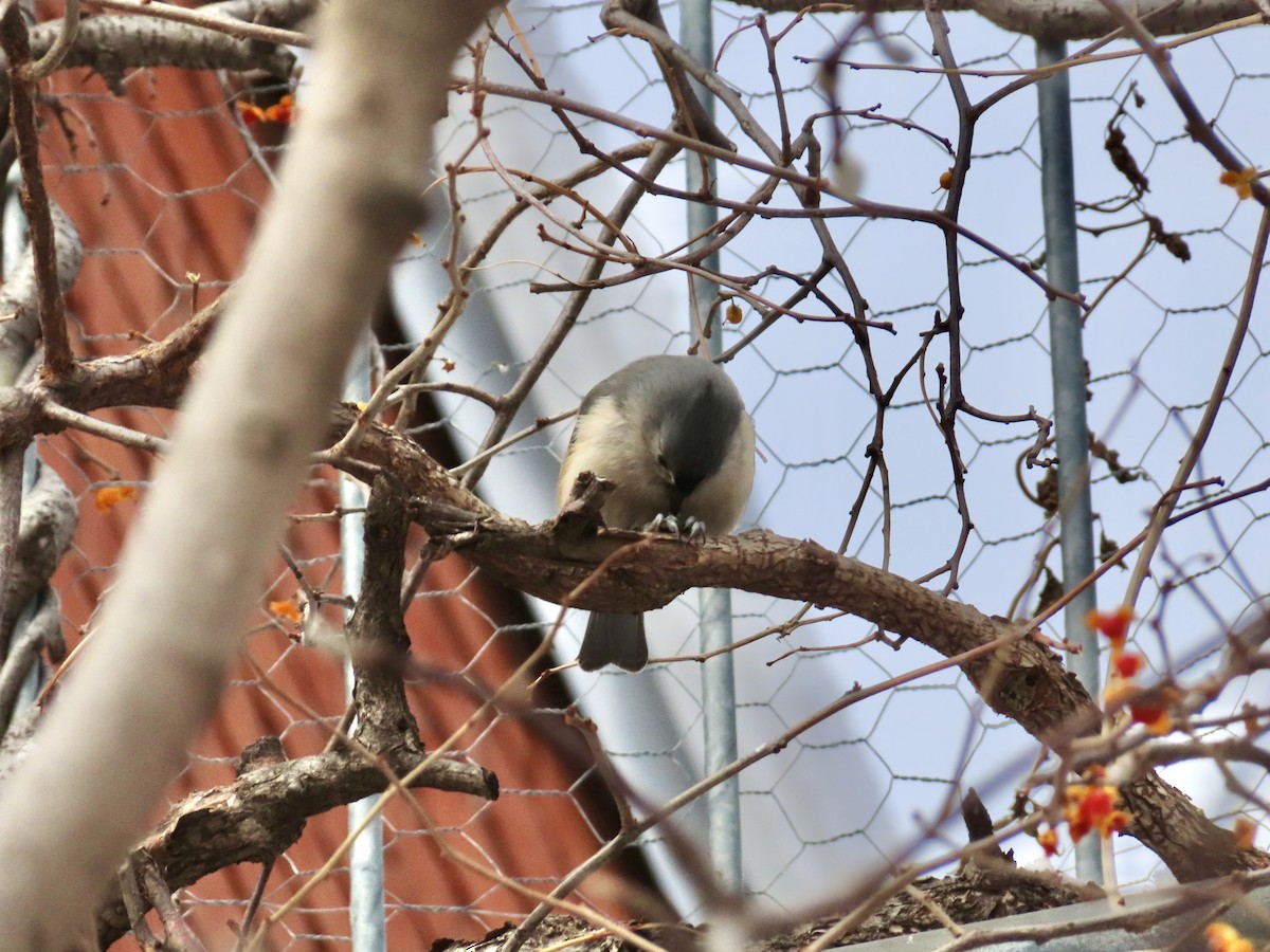 Tufted Titmouse - ML646979491