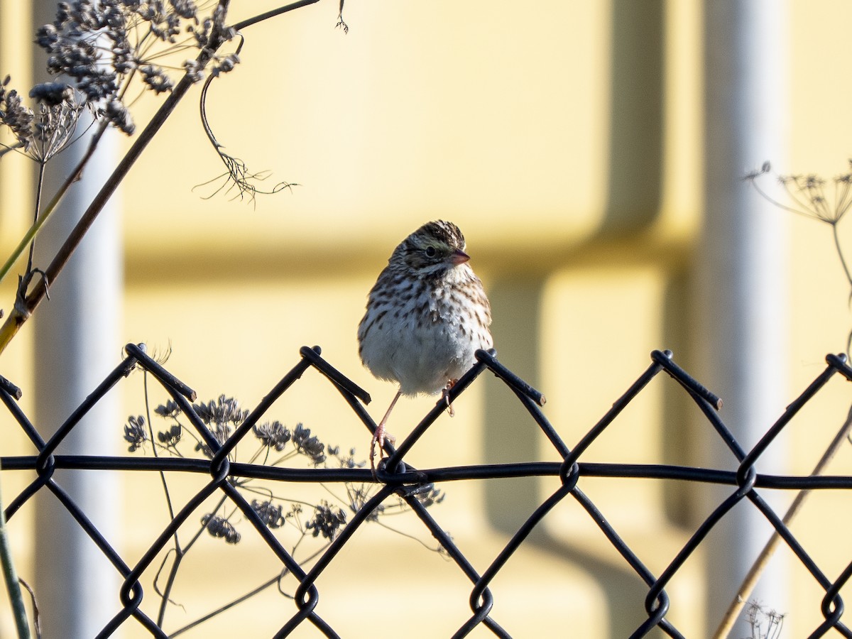 Savannah Sparrow - ML646979492