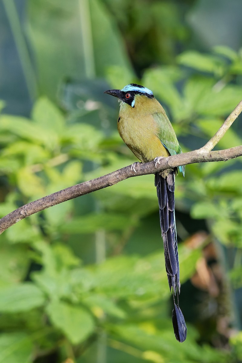 Andean Motmot - ML646979494