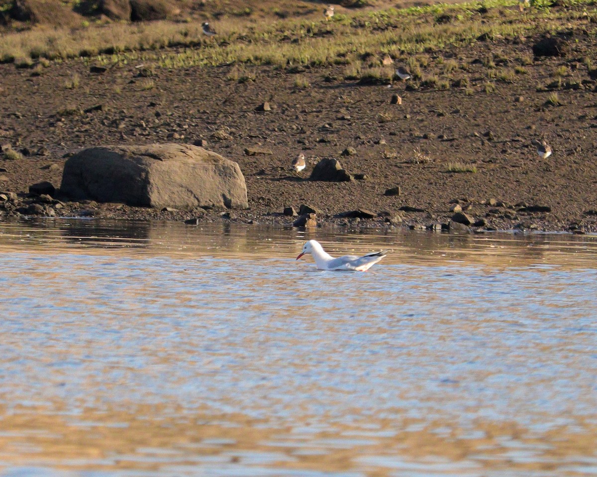 שחף צר-מקור - ML646979495