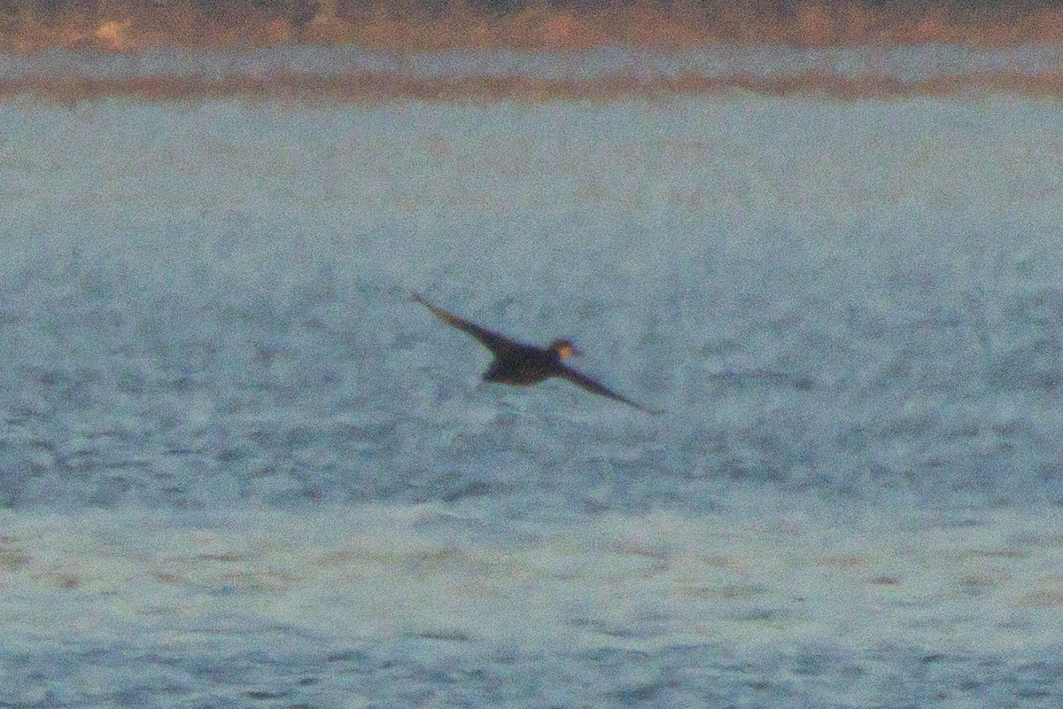 Macreuse à bec jaune - ML646979497