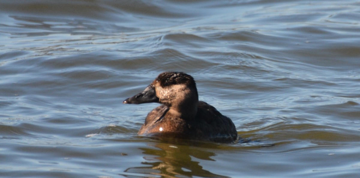 turpan pestrozobý - ML646979498