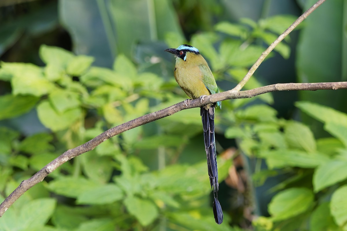 Andean Motmot - ML646979499