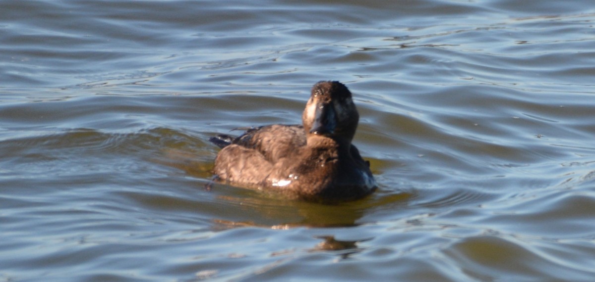 turpan pestrozobý - ML646979502