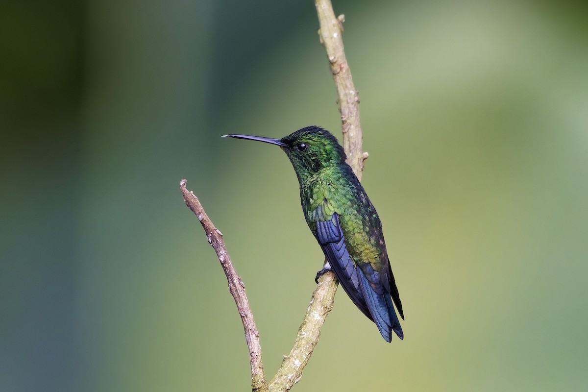Steely-vented Hummingbird - ML646979503