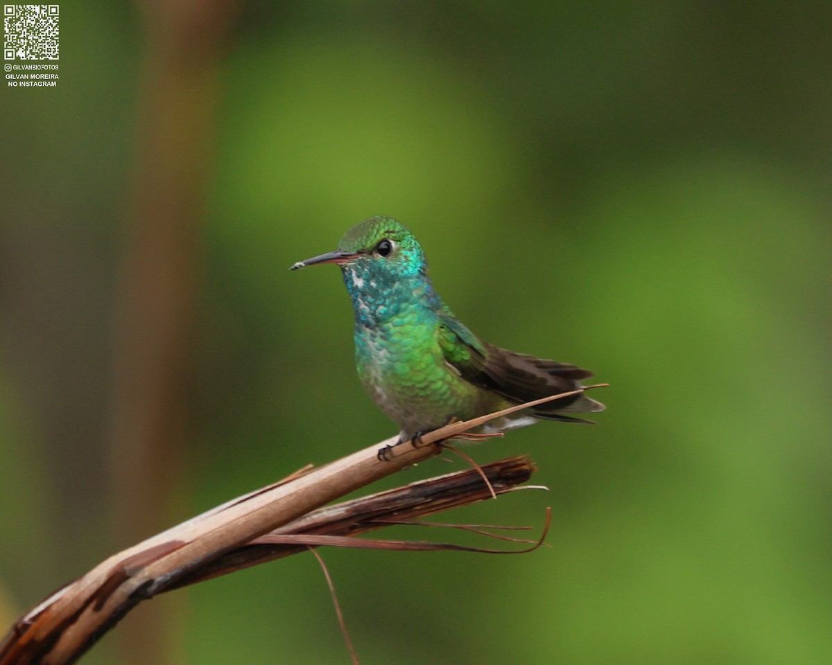 Блестящая амазилия - ML646979504