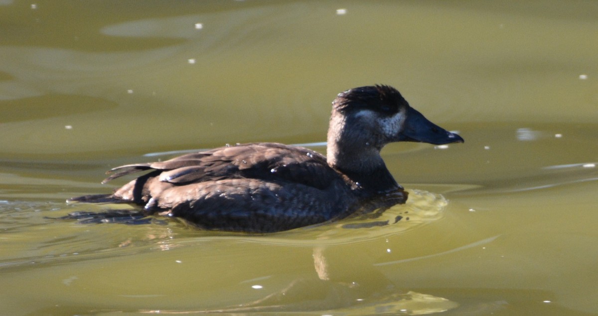 turpan pestrozobý - ML646979508