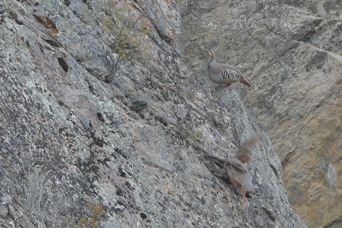 berghøne - ML646979509