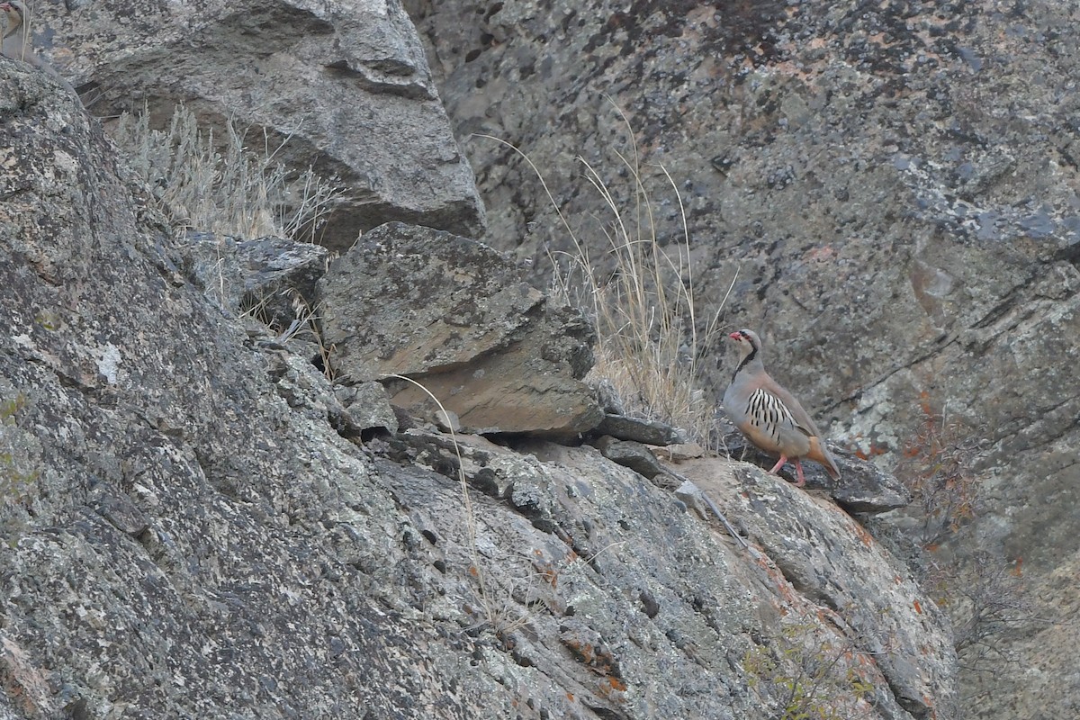 berghøne - ML646979510