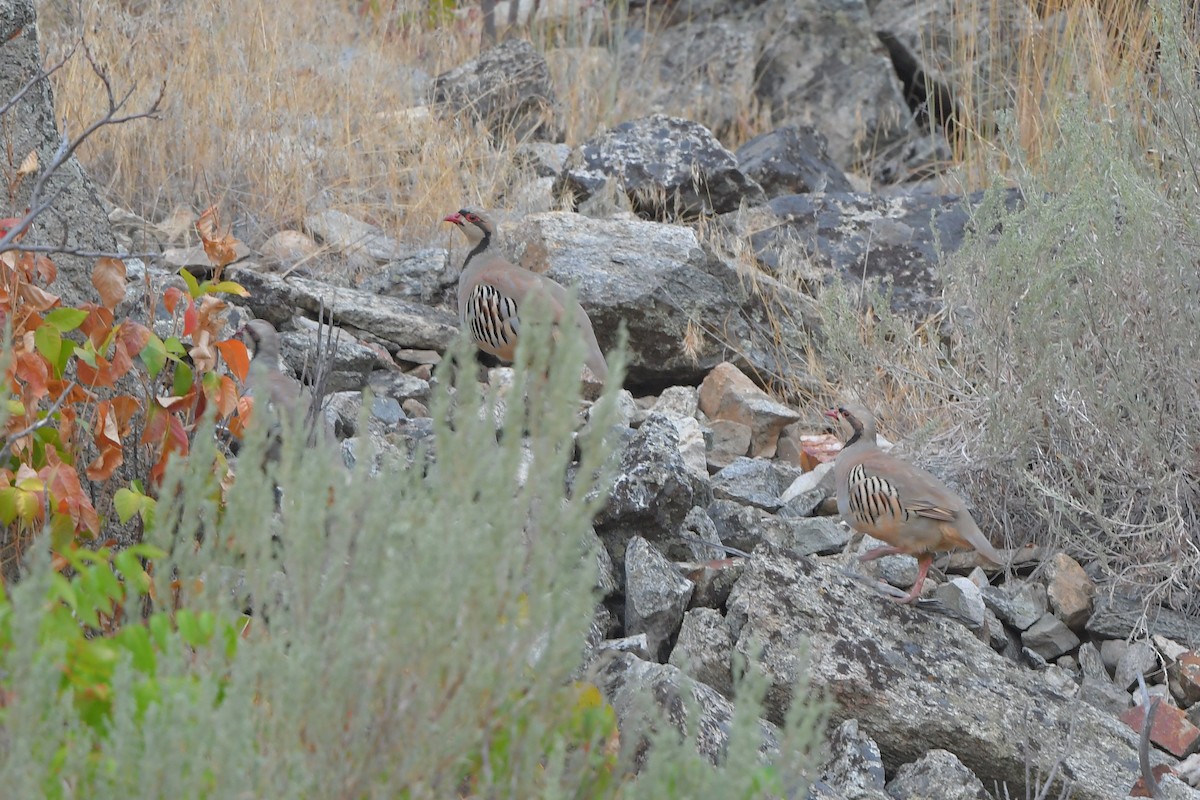 berghøne - ML646979511