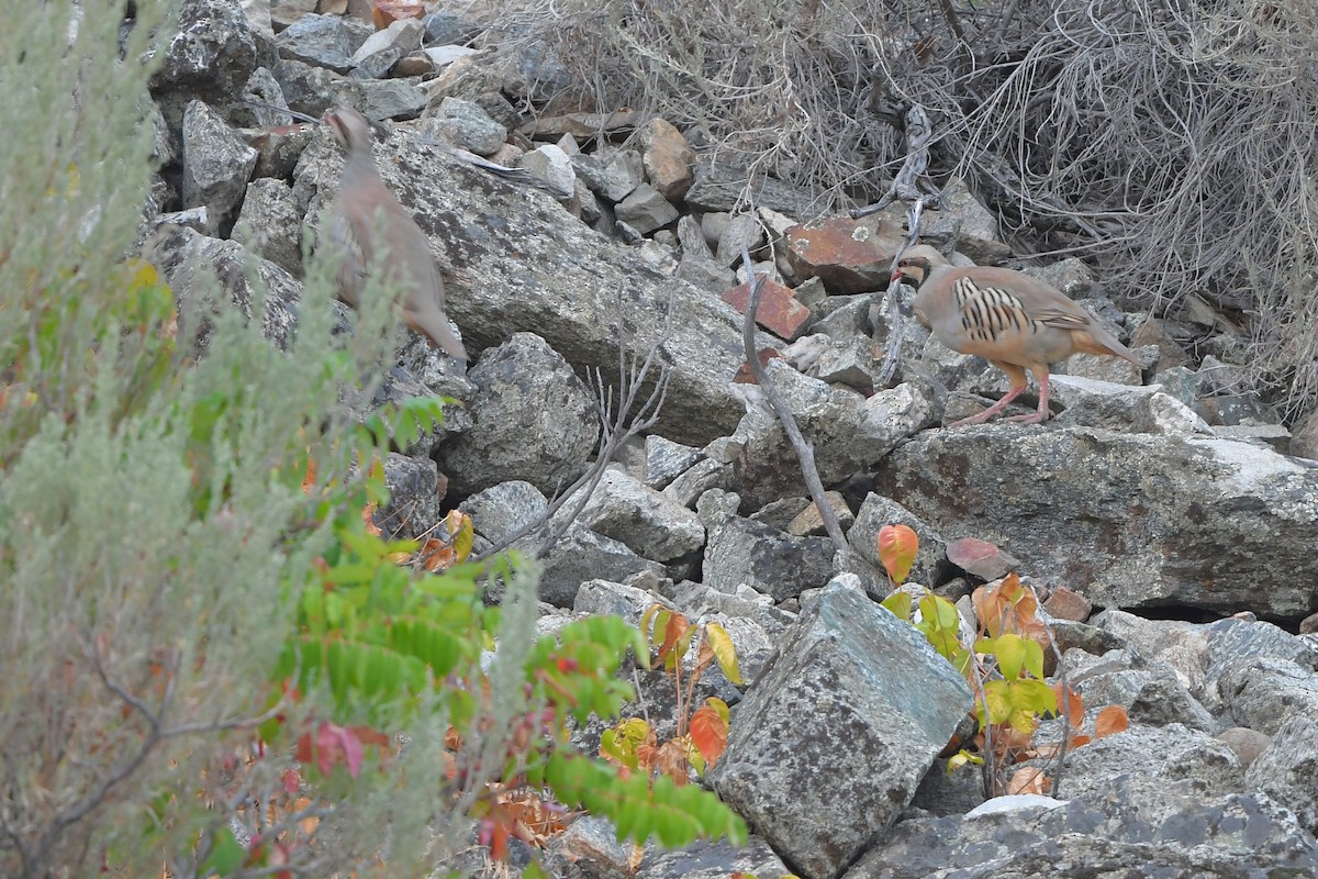 berghøne - ML646979512