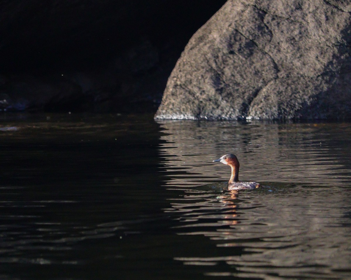 טבלן גמדי - ML646979513