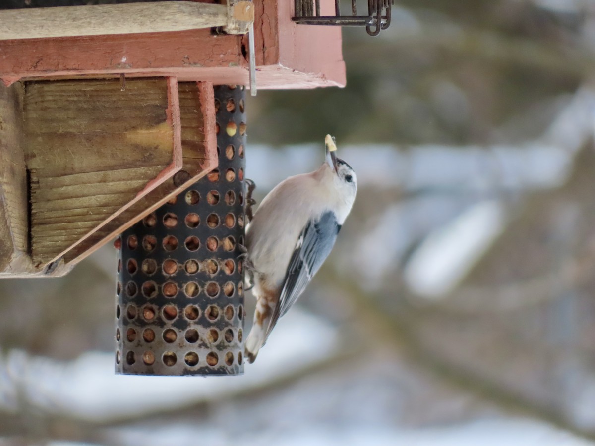 Sittelle à poitrine blanche - ML646979515